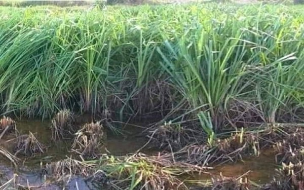 hat-giong-co-paspalum