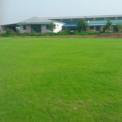 400x-giong-co-tham-nhung