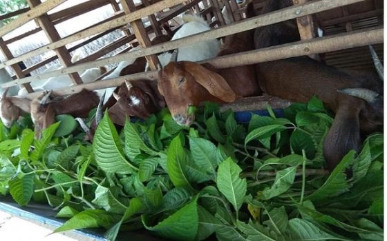 cung cấp thức ăn xanh cho vật nuôi