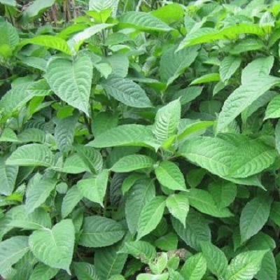 giong-cay-che-khong-lo-cay-che-dai-560x350