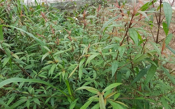 cây hoàn ngọc đỏ