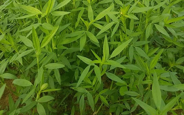 giống cỏ stylo