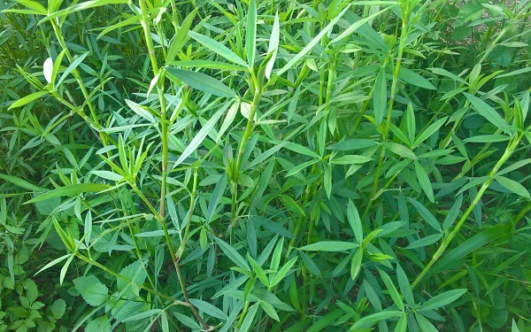 giong-co-ubon-stylo-5