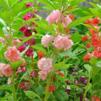 hat-giong-hoa-mong-tay-mix