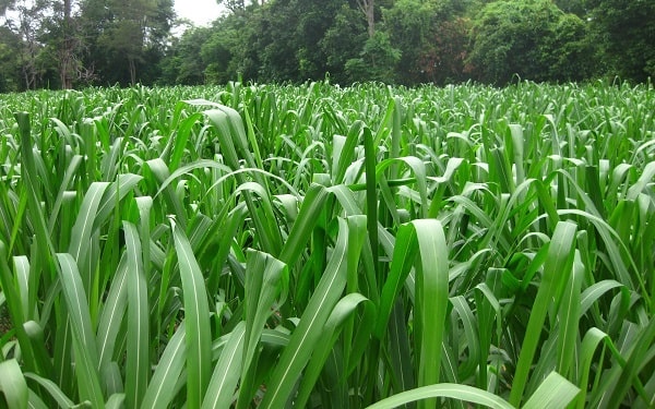 giong-co-ghine-mombasa-2-min