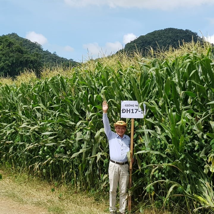 ngô sinh khối dh 175