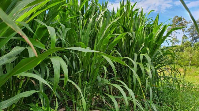 co-sua-nlt01-giongco-chan-nuoi-moi