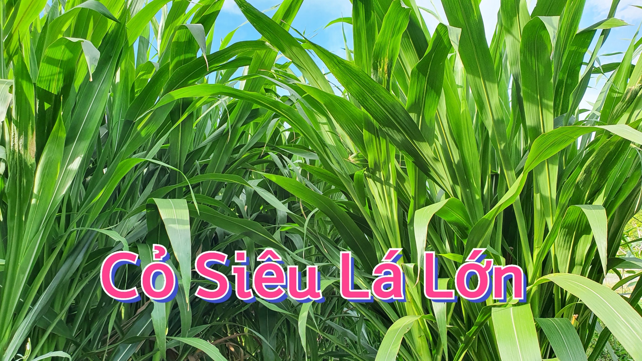 203348645_4121410991300399_4300344902984364196_n