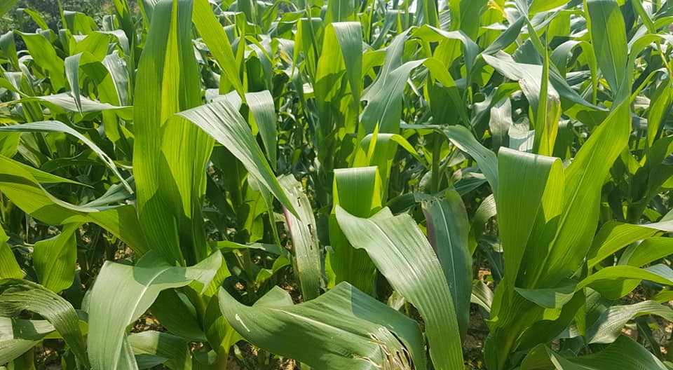 71174992_2430519660389549_1851803354720632832_n