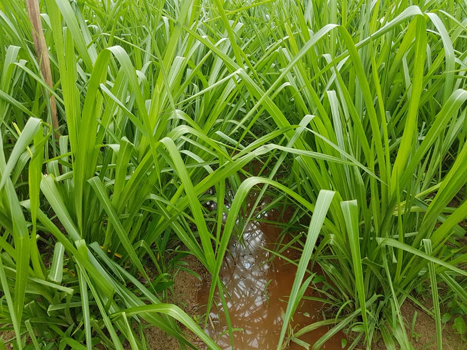 cỏ paspalum