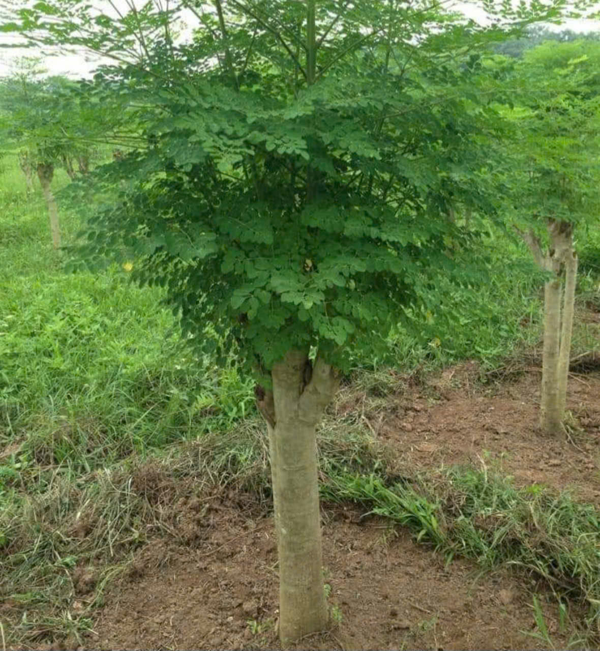 d874274d67fac1a498eb